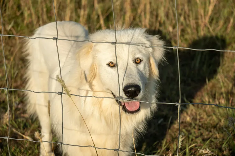 The Four-Term Canine Mayor Who Actually Showed Up to Work